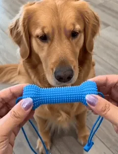 How to use dog dental cleaning stick