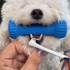 Dog using dental cleaning stick